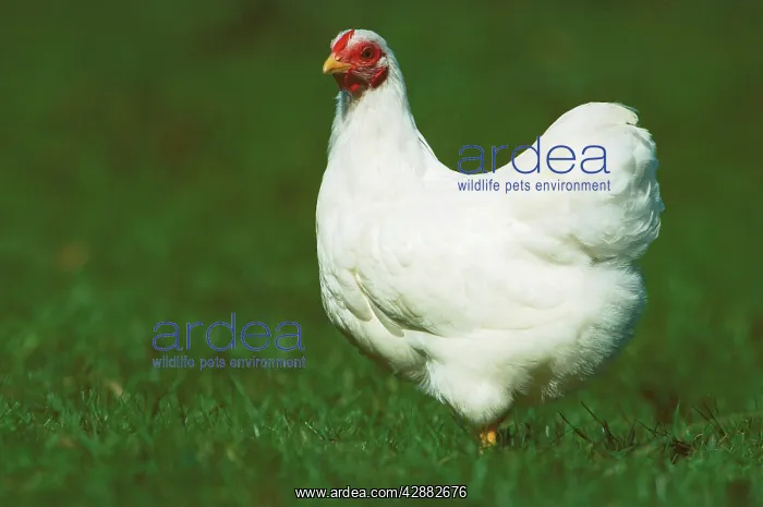  : Chicken - Wyandotte white hen