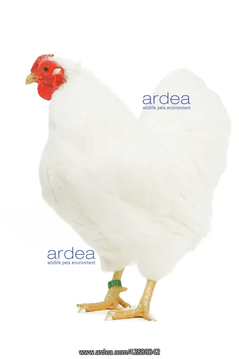  : Chicken - Wyandotte - White in studio