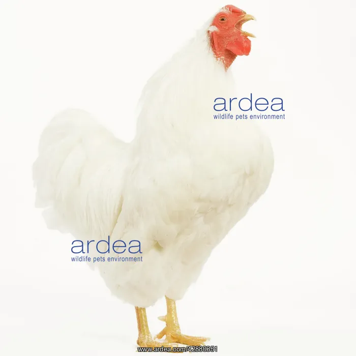  : Chicken - Wyandotte - White in studio