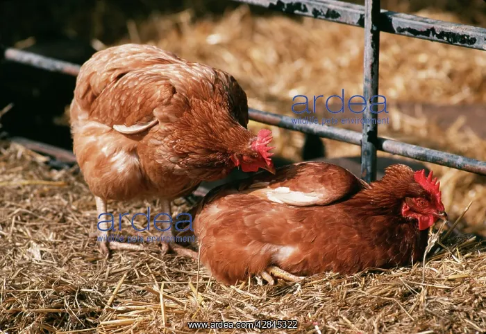  : CHICKENS. Hen pecking another