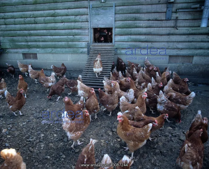 : Chickens in the shade outside a roosting house of a commercial egg laying unit : Chickens in the shade outside a roosting house of a commercial egg laying unit