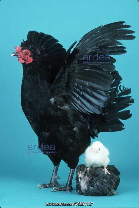 : CHICKENS - Black Chicken with wings out and with two chicks : CHICKENS - Black Chicken with wings out and with two chicks