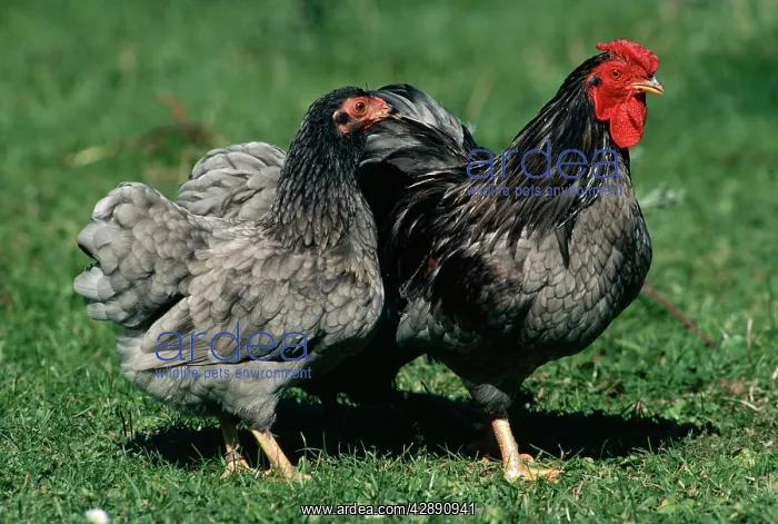  : CHICKENS - Blue Wyandotte fowl, hen and cock