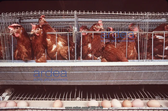 : CHICKENS IN CAGES : CHICKENS IN CAGES