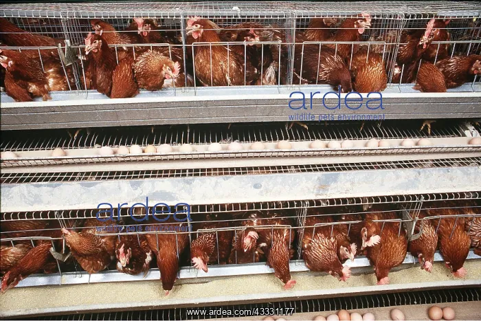 : CHICKENS IN CAGES : CHICKENS IN CAGES