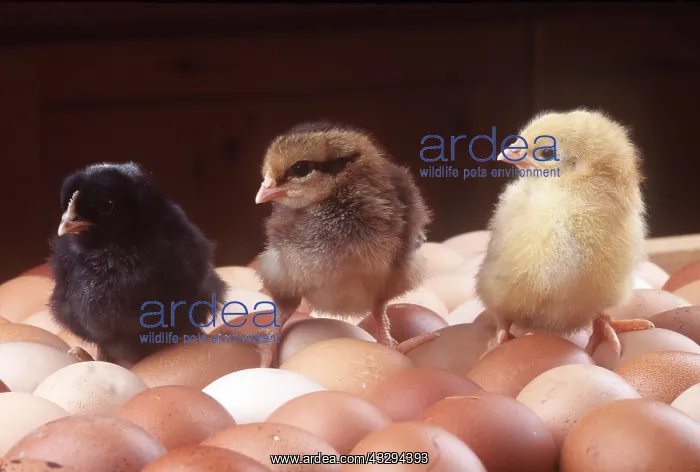 : CHICKENS - three chicks standing on eggs : CHICKENS - three chicks standing on eggs