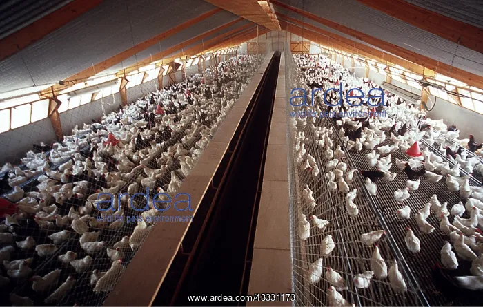 : CHICKENS - Domestic Fowl farm for industrial egg production : CHICKENS - Domestic Fowl farm for industrial egg production