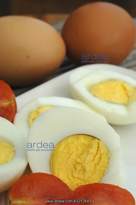 : Chickens or eggs from poultry raised outdoors : Chickens or eggs from poultry raised outdoors