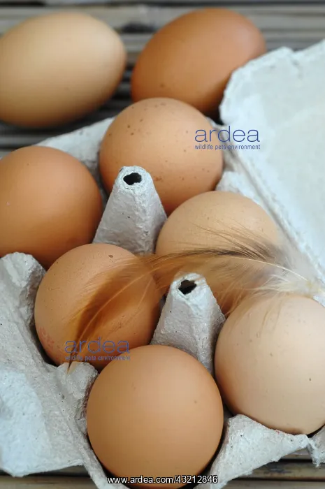 : Chickens or eggs from poultry raised outdoors : Chickens or eggs from poultry raised outdoors
