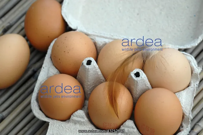 : Chickens or eggs from poultry raised outdoors : Chickens or eggs from poultry raised outdoors
