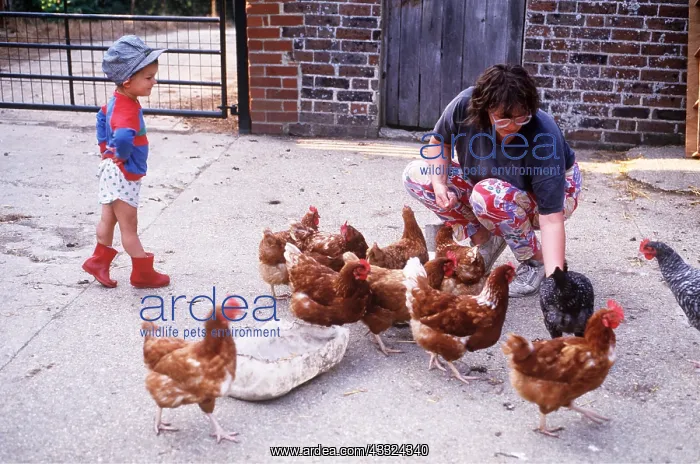 : CHICKENS - Being fed by woman and child : CHICKENS - Being fed by woman and child