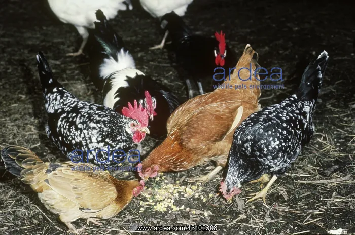 : Chickens feeding : Chickens feeding