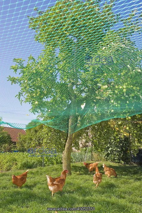 : Chickens at the foot of an apple tree in an orchard : Chickens at the foot of an apple tree in an orchard