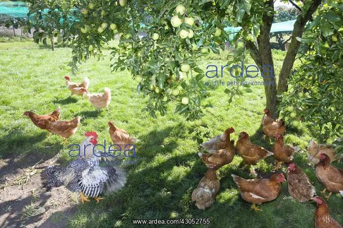 : Chickens at the foot of an apple tree in an orchard : Chickens at the foot of an apple tree in an orchard