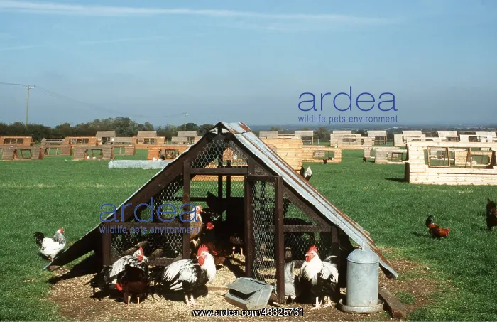 : CHICKENS- Free Range and hutches for pairs : CHICKENS- Free Range and hutches for pairs