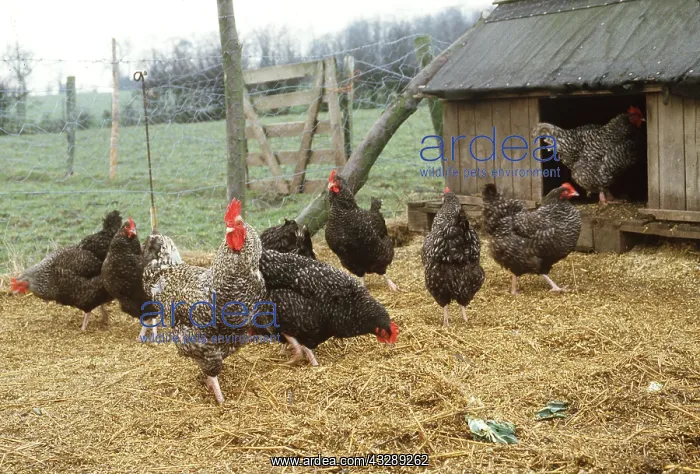 : CHICKENS - FREE RANGE MARANS FOWL : CHICKENS - FREE RANGE MARANS FOWL