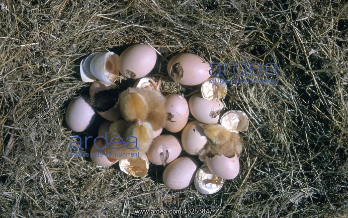: Chickens Hatching : Chickens Hatching