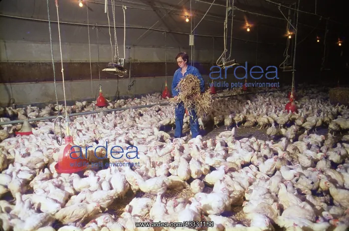  : CHICKENS - Industrial chicken farming