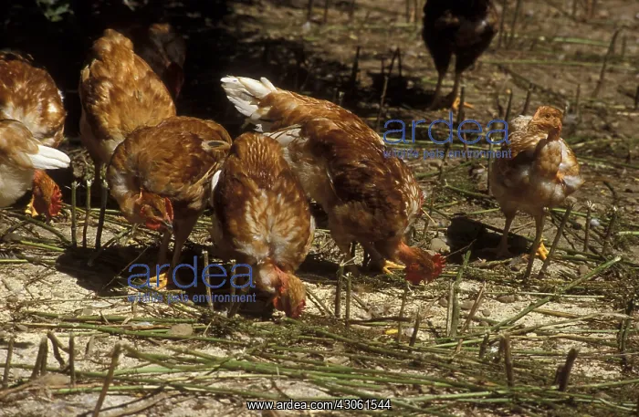 : Chickens Landaise bred pecking on the ground France : Chickens Landaise bred pecking on the ground France