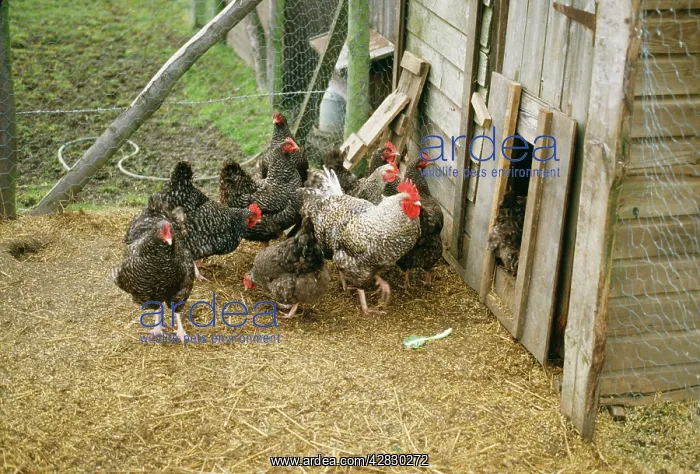  : CHICKENS - MARANS FOWL