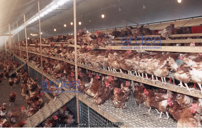 : CHICKENS - MASS IN BATTERY FARM : CHICKENS - MASS IN BATTERY FARM