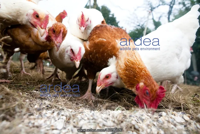 : Chickens pecking in a barnyard France : Chickens pecking in a barnyard France