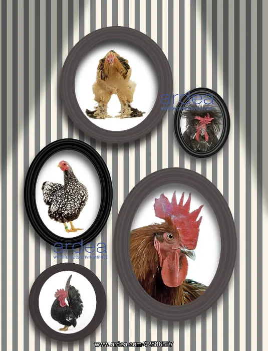 : Chickens - pictures of chickens in frames on wall : Chickens - pictures of chickens in frames on wall