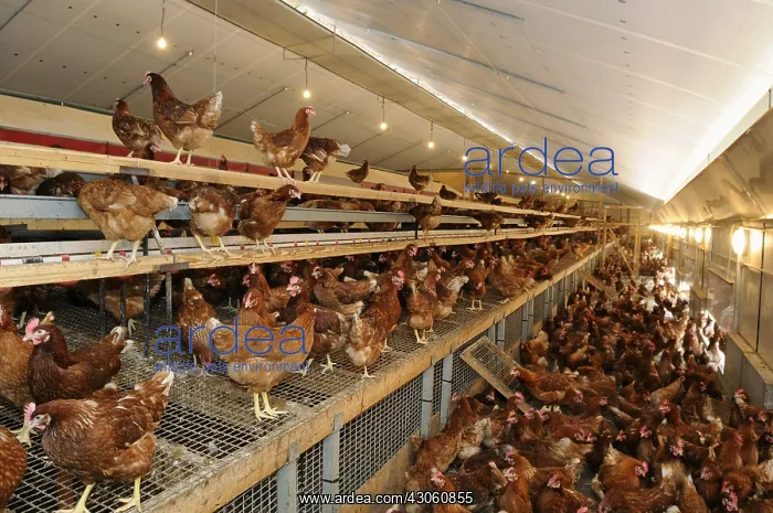 : Chickens at poultry farm in laying hens : Chickens at poultry farm in laying hens
