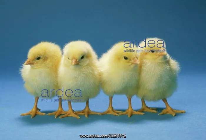  : Chickens - x 4 Chicks