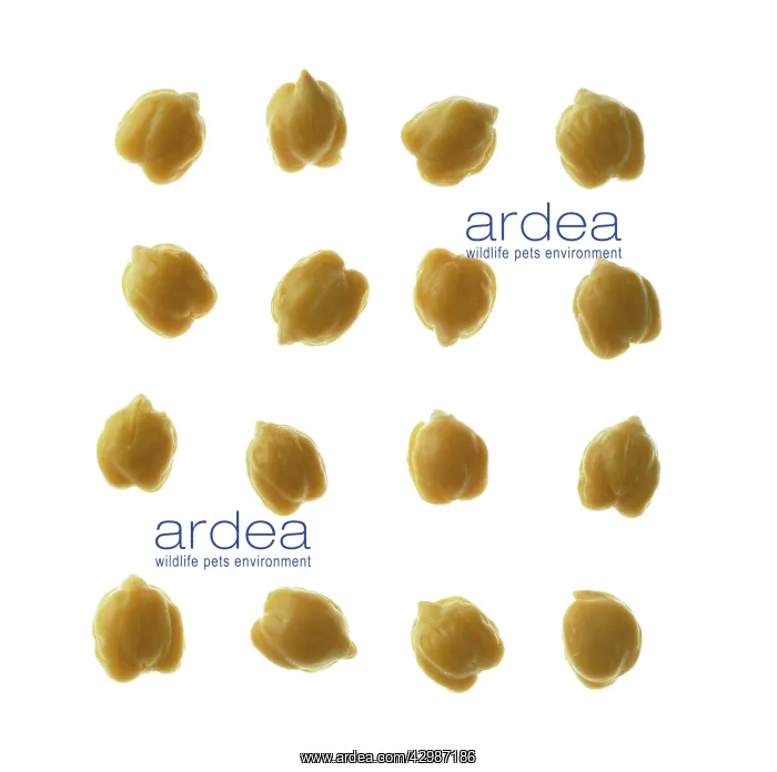 : Chickpea, Cicer arietinum : Chickpea, Cicer arietinum