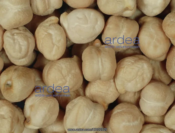 : Chickpeas. Raw uncooked chickpeas (Cicer arietinum) used in cooking : Chickpeas. Raw uncooked chickpeas (Cicer arietinum) used in cooking
