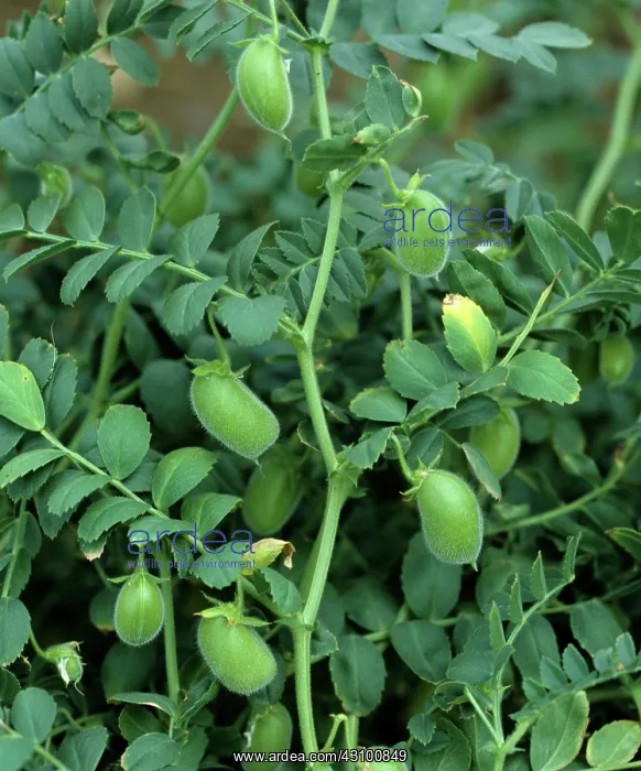 : Chickpeas (Cicer arietinum) : Chickpeas (Cicer arietinum)