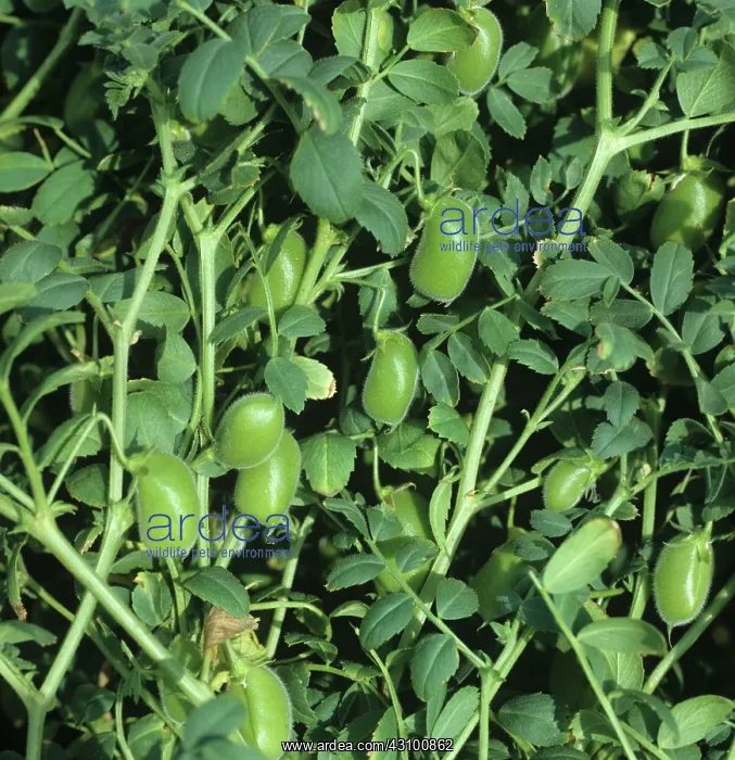  : Chickpeas (Cicer arietinum)