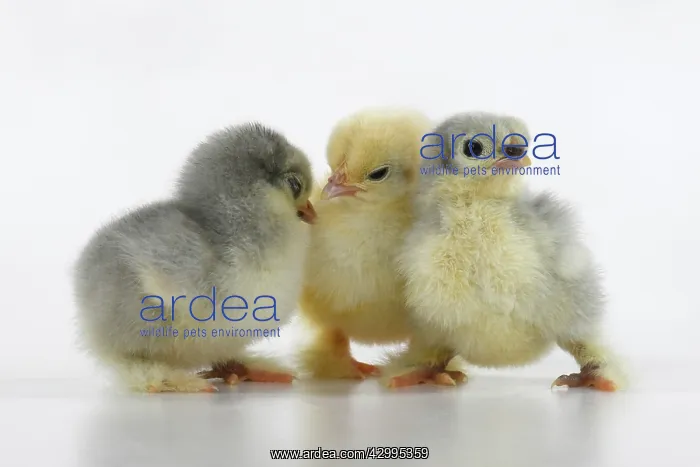  : Chicks