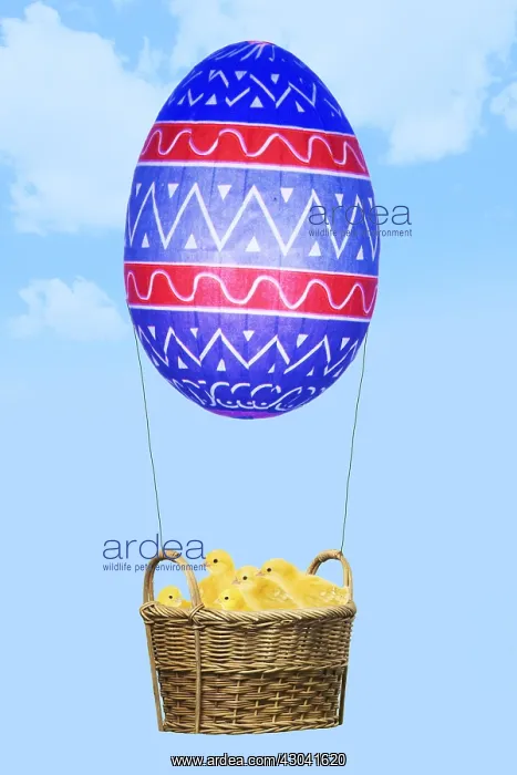  : Chicks, in basket with Easter Egg