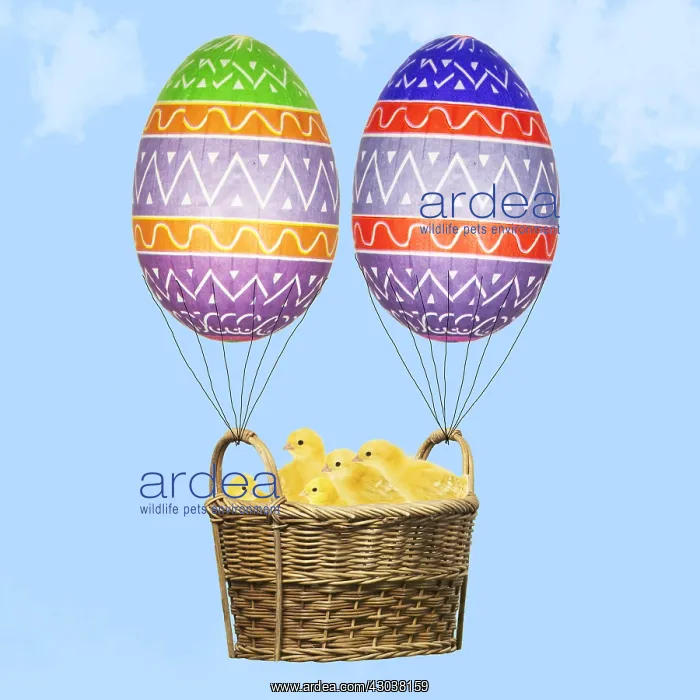  : Chicks, in basket with Easter Eggs