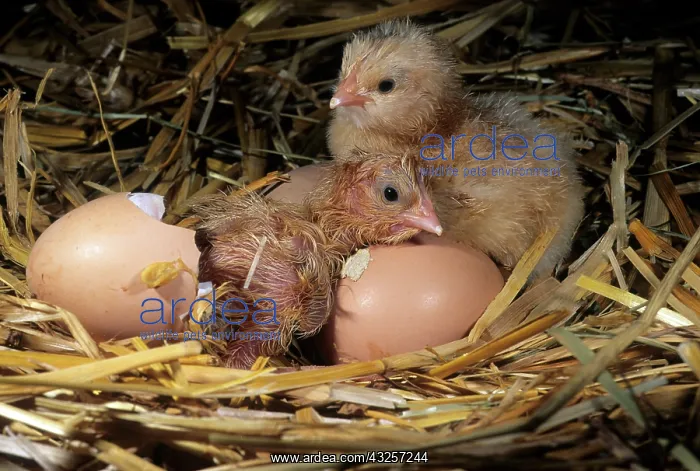 : Chicks from birth : Chicks from birth