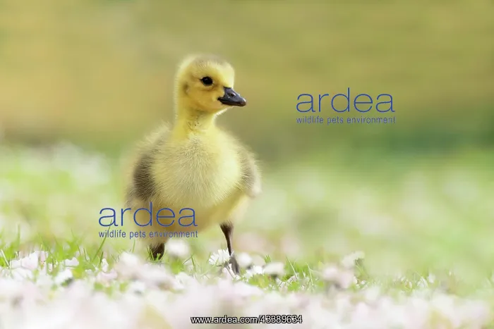 : Chicks Canada Goose (Branta canadensis), in the : Chicks Canada Goose (Branta canadensis), in the