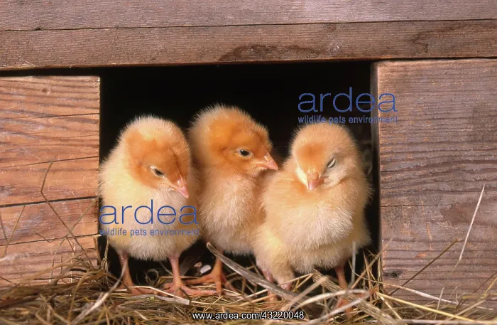 : Chicks in Coop : Chicks in Coop