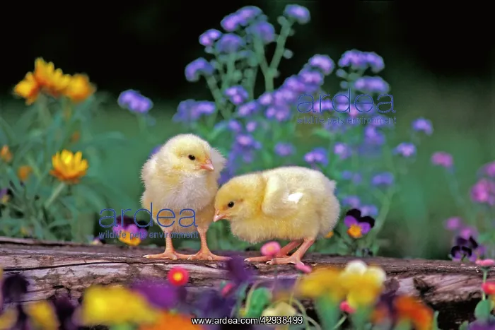 : Two Chicks - a few days old standing together in : Two Chicks - a few days old standing together in