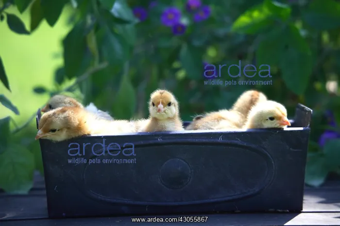 : Chicks in a decorative pot on a patio table : Chicks in a decorative pot on a patio table