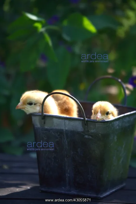 : Chicks in a decorative pot on a patio table : Chicks in a decorative pot on a patio table