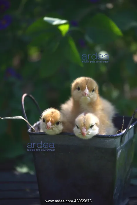 : Chicks in a decorative pot on a patio table : Chicks in a decorative pot on a patio table