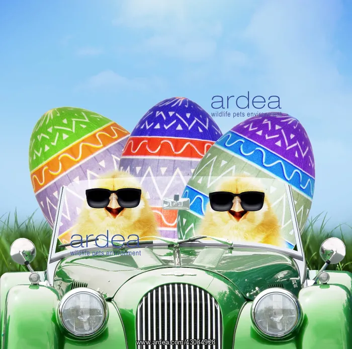 : Chicks driving car through spring scene with Easter eggs : Chicks driving car through spring scene with Easter eggs
