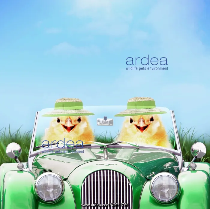 : Two chicks driving green sports car wearing Easter bonnets i : Two chicks driving green sports car wearing Easter bonnets i