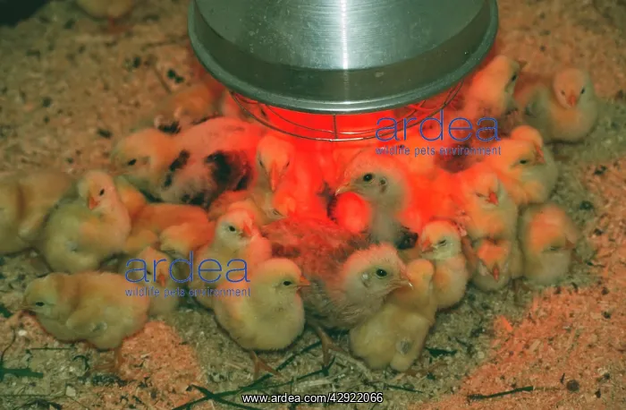 : CHICKS - Under heat lamp : CHICKS - Under heat lamp