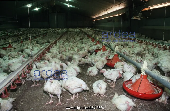: CHICKS - MASS IN BATTERY FARM : CHICKS - MASS IN BATTERY FARM