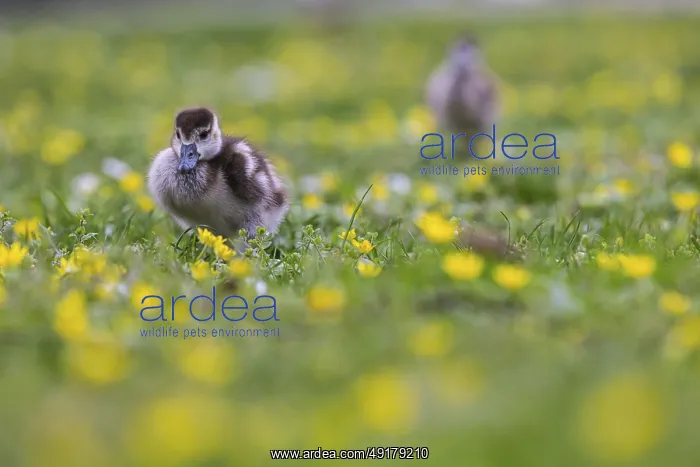  : Chicks of the Nile Goose (Alopochen aegyptiaca) freshly hatched