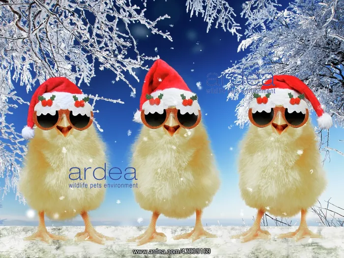 : Three chicks perched on fence wearing Christmas : Three chicks perched on fence wearing Christmas