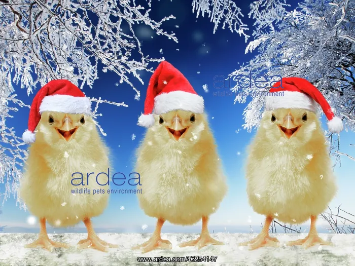 : Three chicks perched on fence wearing Christmas : Three chicks perched on fence wearing Christmas